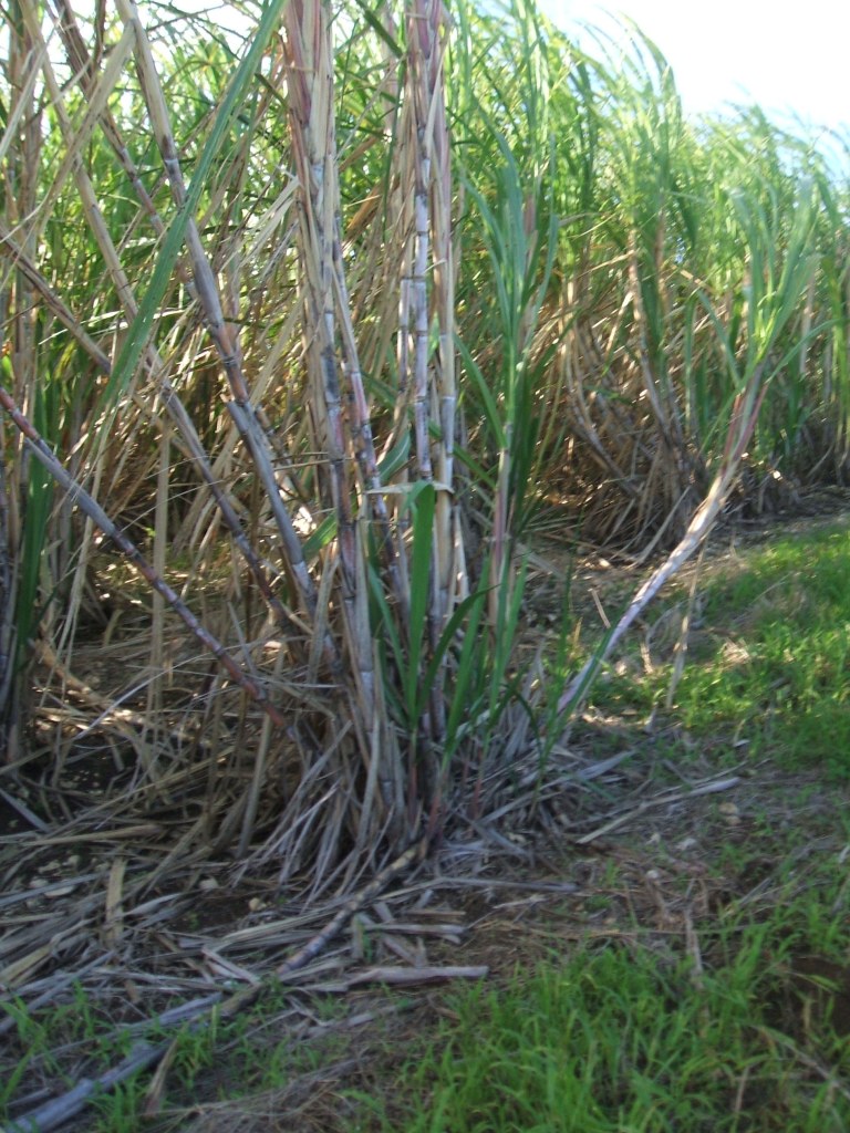 sugarcane-3